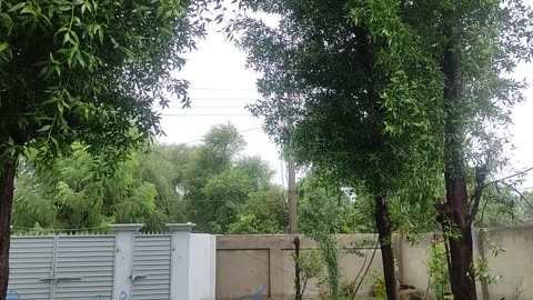 nature , rain