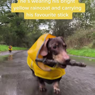Little dog in a rain jacket