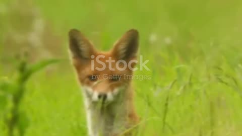 Shocking Fox Facts You Won't Believe Exist!