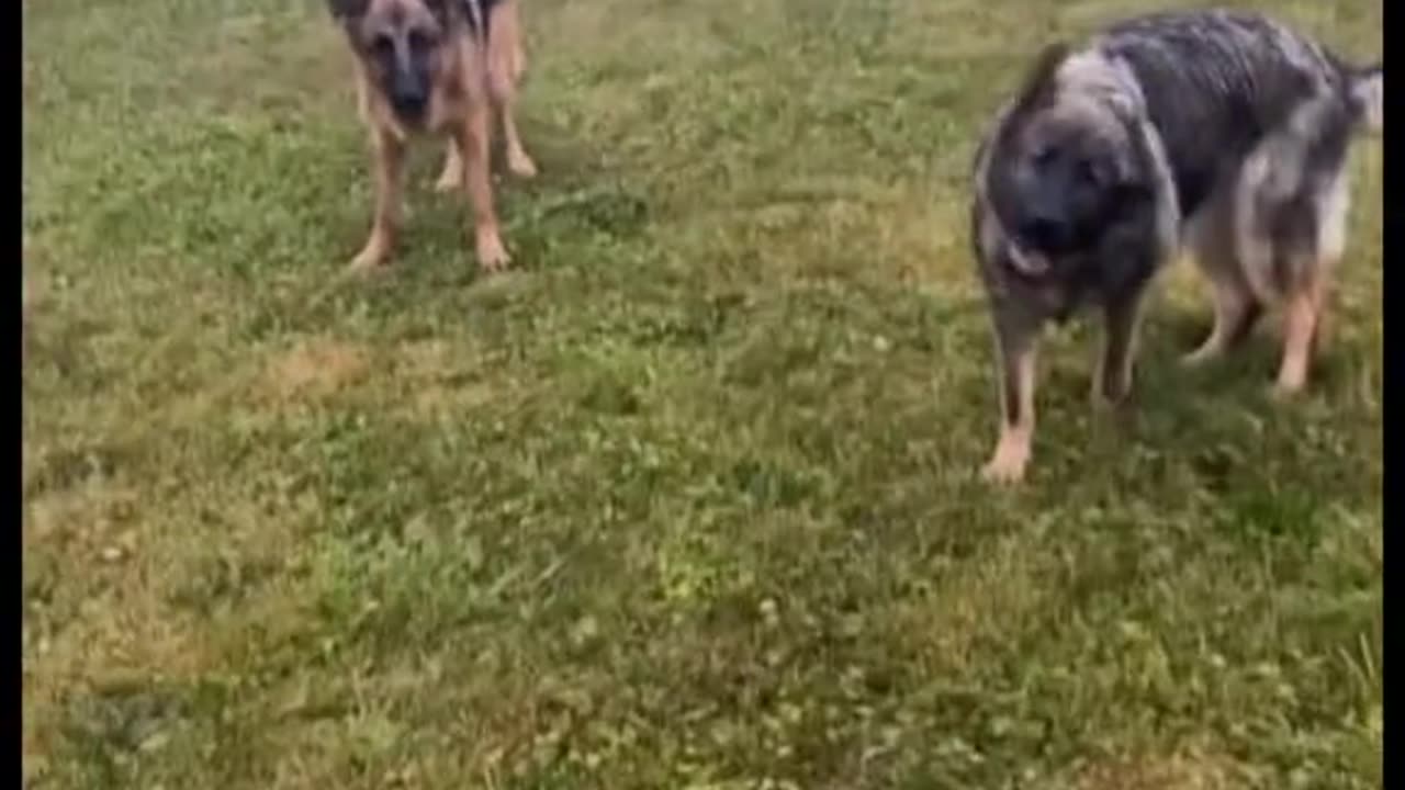 Dog funny video