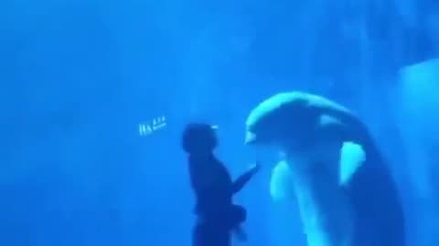A Diver Under The Sea With A Dolphin #shorts #shortvideo #video #virals #videoviral