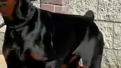 dog pawre