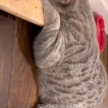 Funny cat and dogs 😂😂