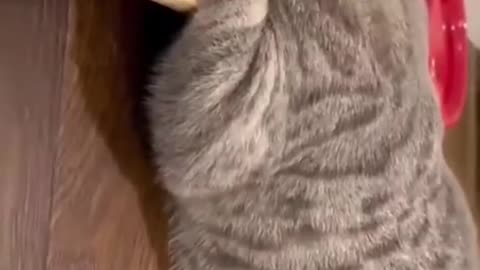 Funny cat and dogs 😂😂