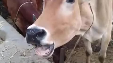 Funny animal sound cow