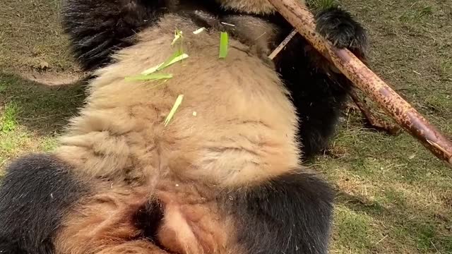 This panda is so lazy that it eats bamboo while lying down