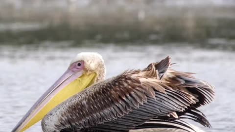 Watch it NOW to ADMIRE the #beautiful #birds from WETLANDS of India