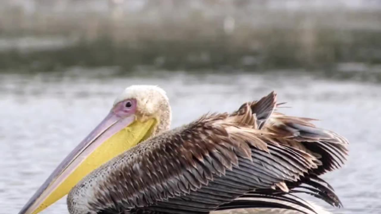 Watch it NOW to ADMIRE the #beautiful #birds from WETLANDS of India