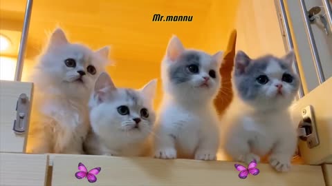 Cute Cate funny video 🐱
