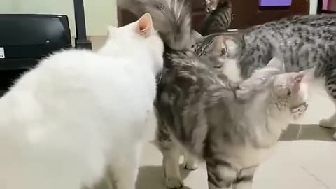 Cat playing peacemaker between two cats that are about to fight