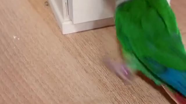 Wow, it's a good parrot. I wish there was one
