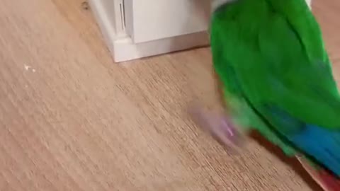 Wow, it's a good parrot. I wish there was one