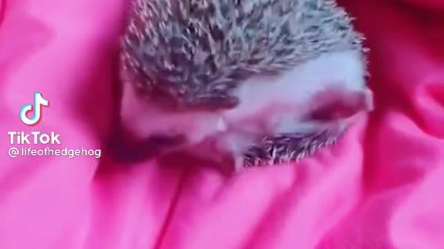 Hedgehog loves it new blanket