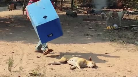 Troll Prank Dog Funny, Fake Lion And Fake Tiger