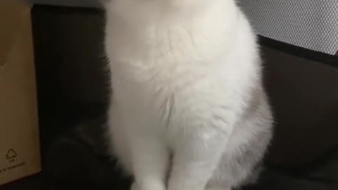 Ow!! How cute this cat