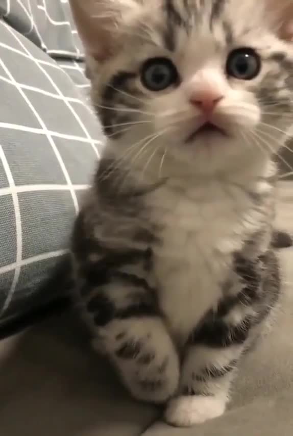 Beautiful cute cat