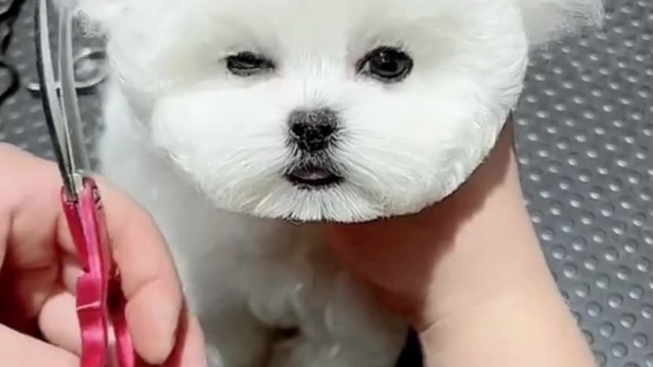 Baby cat