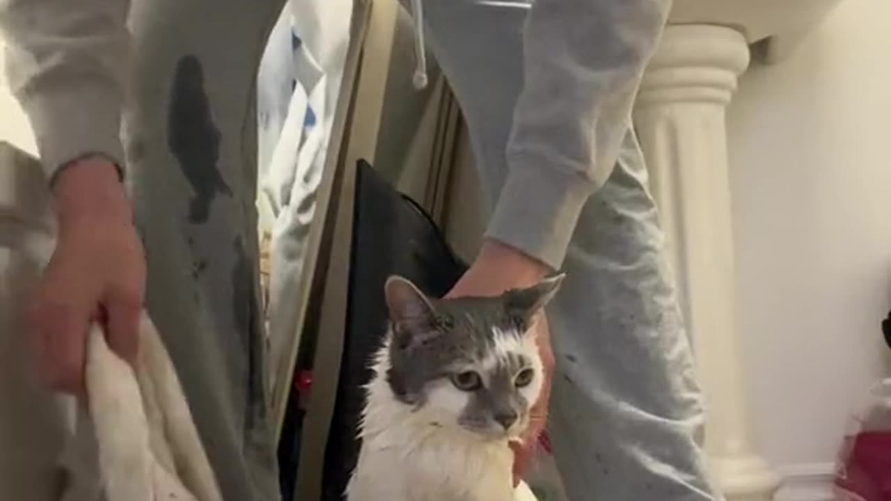 Cats