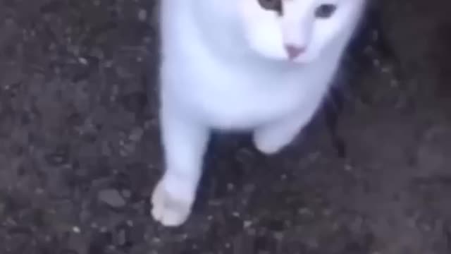 Funniest Videos 2022 😂 Funny Cats 🐱 and Dogs 🐶 Part 2