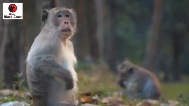 Komodo Dragon Vs 3 Monkey | Wild Life | Black Crow | Komodo _ Animals _ Wild 🚙