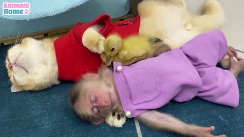 A relaxing weekend of Smart BiBi and friends