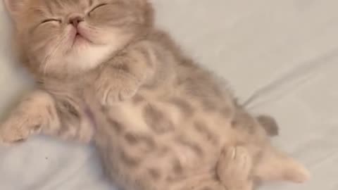 "Peaceful Dreams: Watch as my Cat Relaxes in his Sleep"