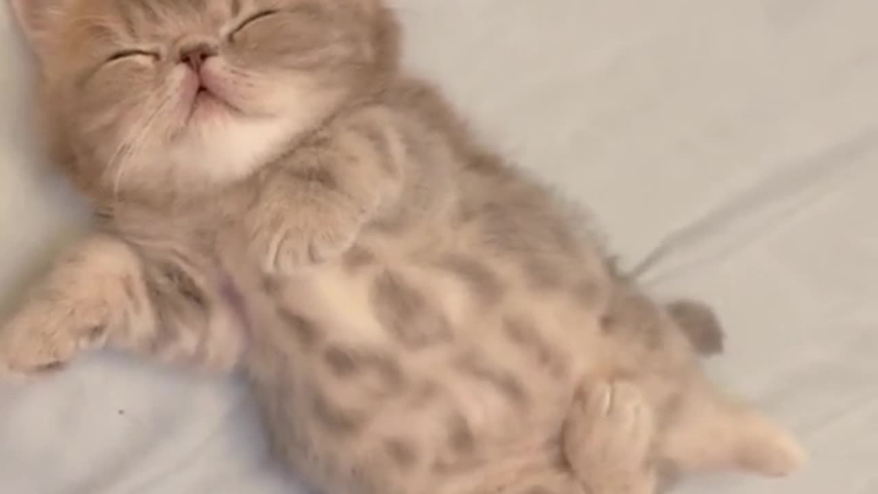 "Peaceful Dreams: Watch as my Cat Relaxes in his Sleep"