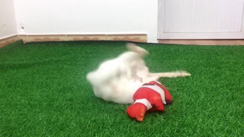 My Cats Vs Fish toy