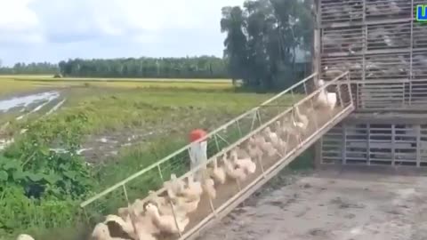 Amazing Duck Transportation