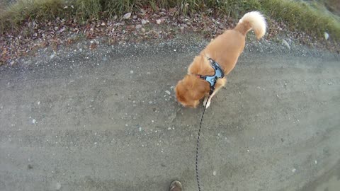 October 18th, 26º Flynn takes us North, see dead snake embedded in road.