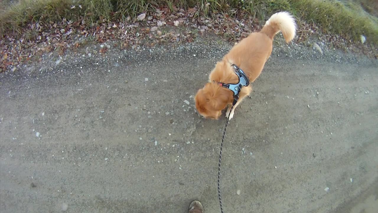 October 18th, 26º Flynn takes us North, see dead snake embedded in road.