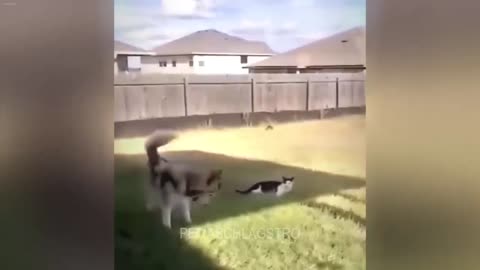 CLASSIC Dog and Cat Videos 1 HOURS of FUNNY Clips