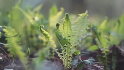 Forest walk ASMR Natural healing relaxation