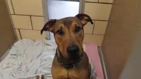 MEET JUDGE