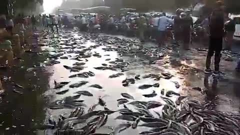 People got crazy to catch fish on Indian roads when truck overturns