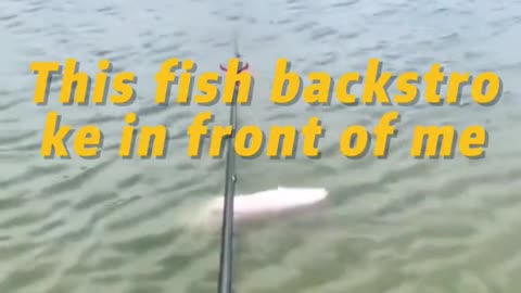 This fish backstroke in front of me