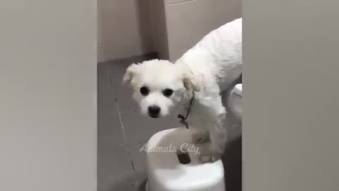 Funny Animal
