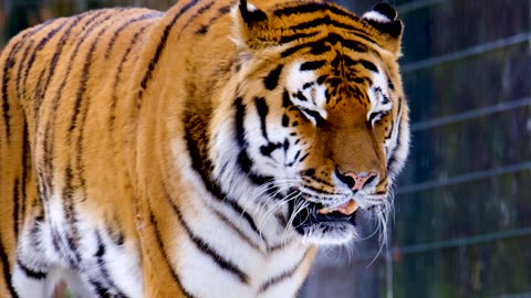Tiger-Big-Cat-Dangerous-Carnivores ||❤Animals Lover❤||