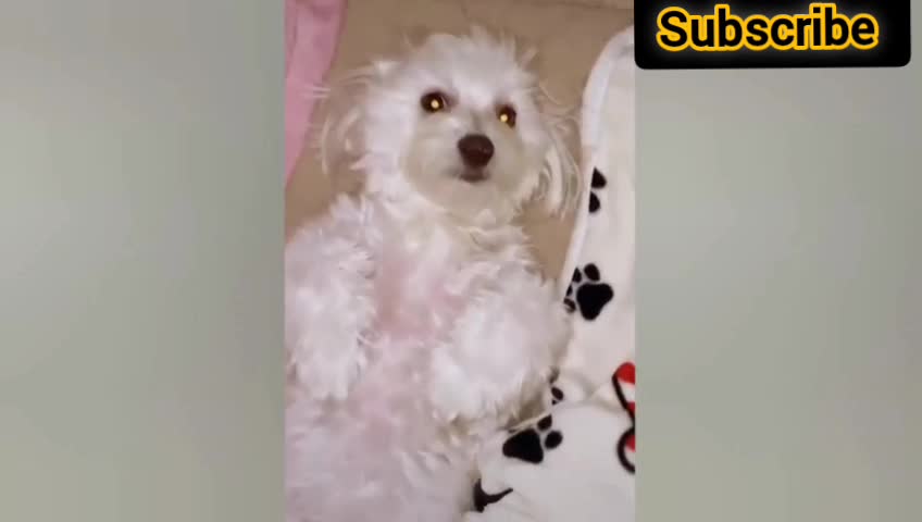 Dog's and cats funny video's