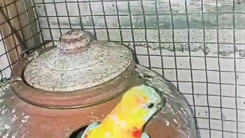 Birds