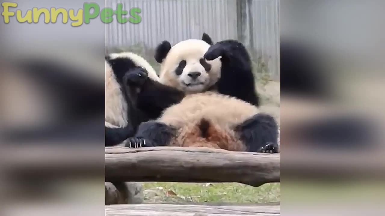 The best funniest🤣 animal videos 2023 🐻 - funny cat, dogs, animals video🐶 Ep.1