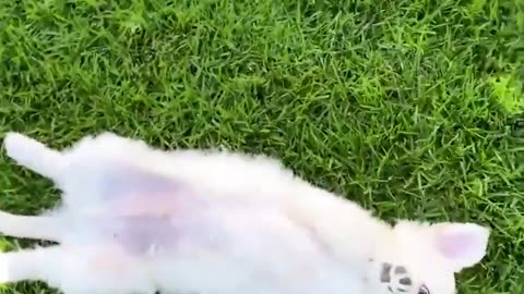 Cute little toys, dogs like them.