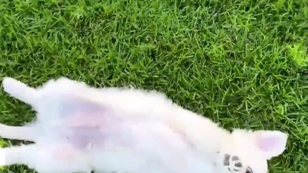 Cute little toys, dogs like them.