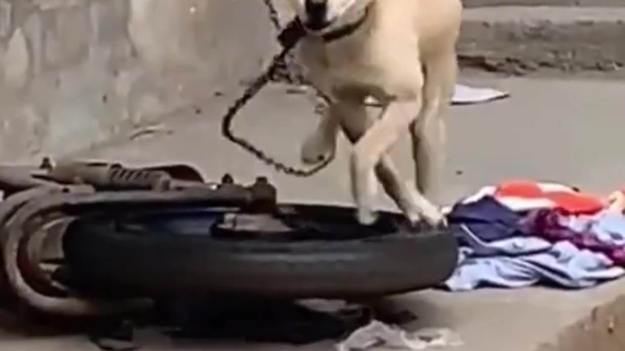 Let's Dance With These Dogs And Cats 🐕🐕