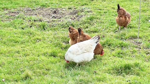 Amazing facts about chickens you didn't know🐔🐓