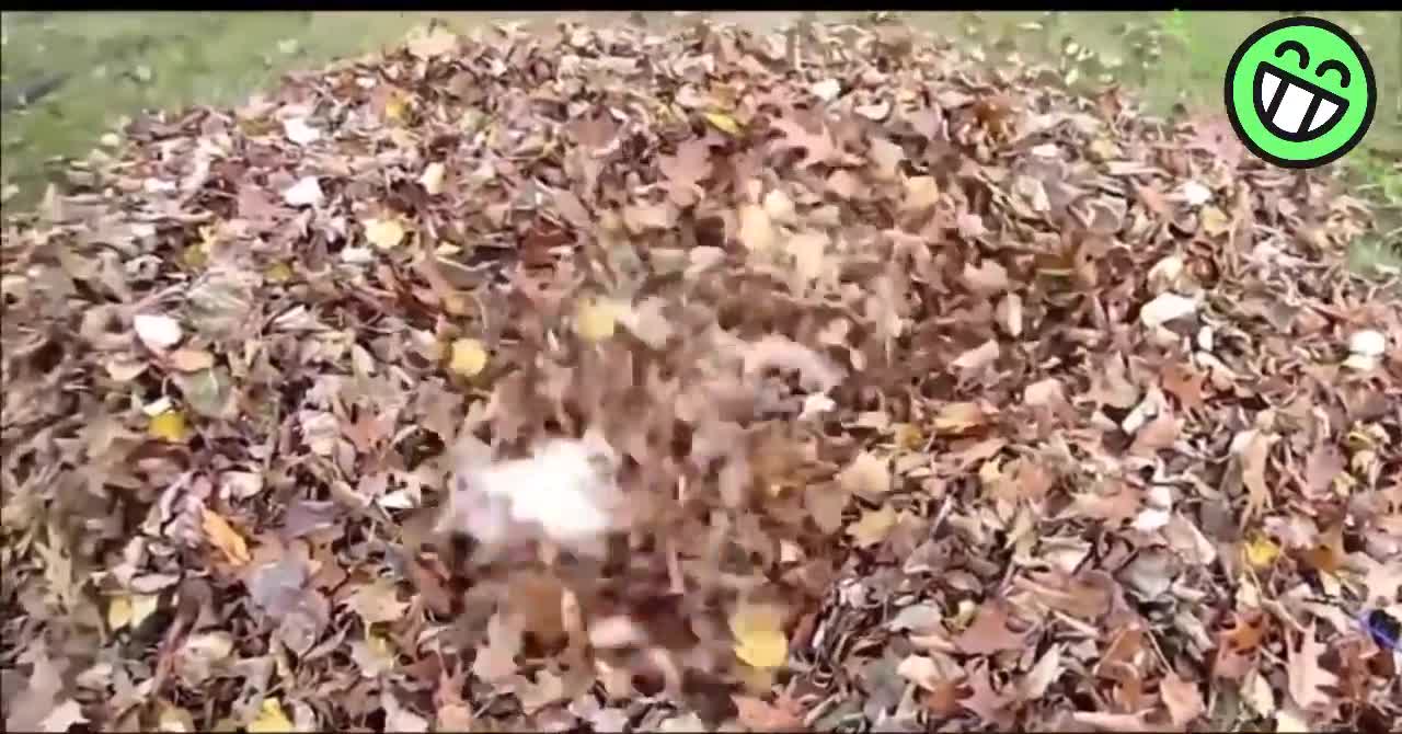Funny Video Funny Animal Dogs Funny And Cute Compilation