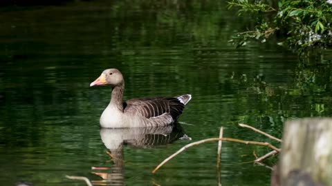greylege goose