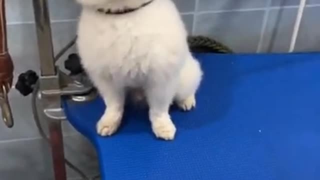 Funny dogs and cute puppies!
