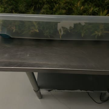 Buds for some fresh frozen