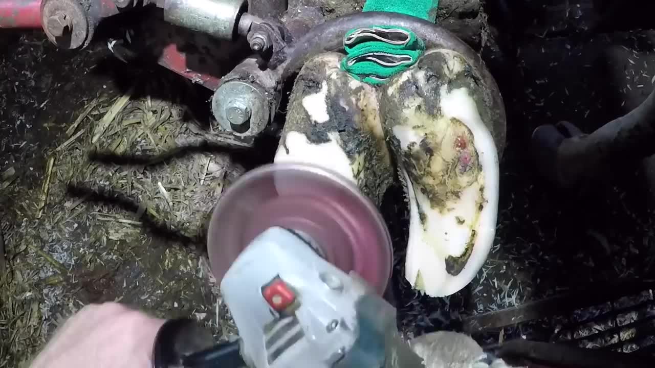 Relieving Pain from a COW’S TENDER FRON
